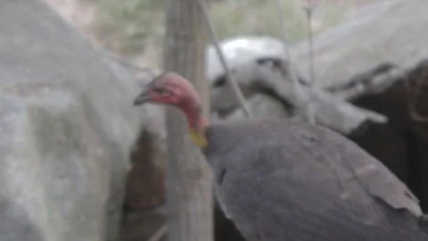Australian Brush Turkey Stock Footage 86665581