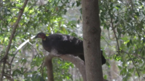 Australian Brush Turkey Stock Footage 86665962