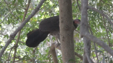 Australian Brush Turkey Stock Footage 86666034