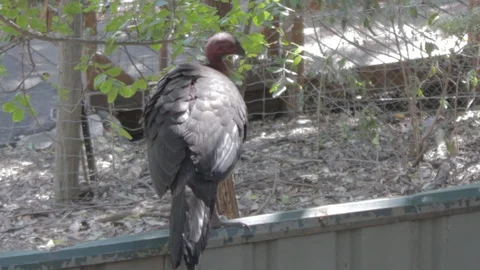 Australian Brush Turkey Stock Footage 86666281