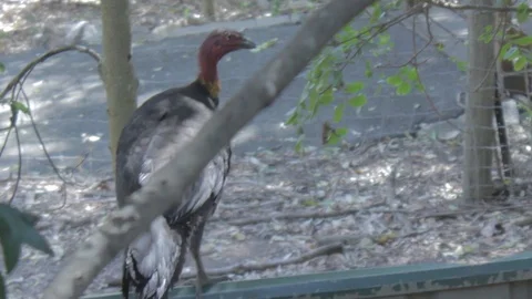 Australian Brush Turkey Stock Footage 86666286