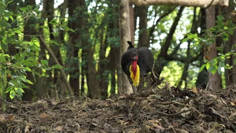Australian Brush Turkey working on mound, leaves Stock Footage 211294973