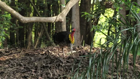 Australian Brush Turkey working on mound Stock Footage 211297186
