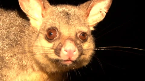 Australian Brushtail Possum Vídeos de archivo 6011015