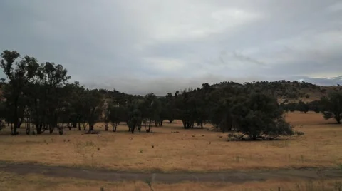 Australian Bush Vídeo Stock 44147609