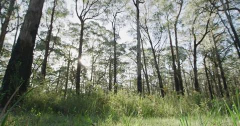 Australian Bush In Summer 스톡 동영상 330690711