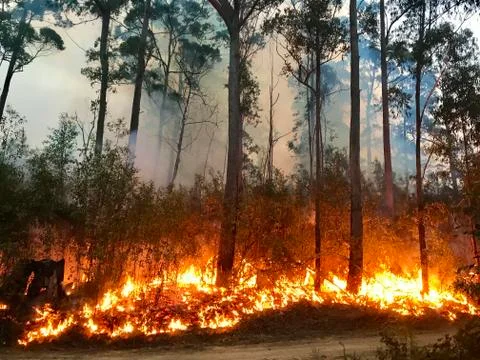 Australian Bushfire Stock Photos