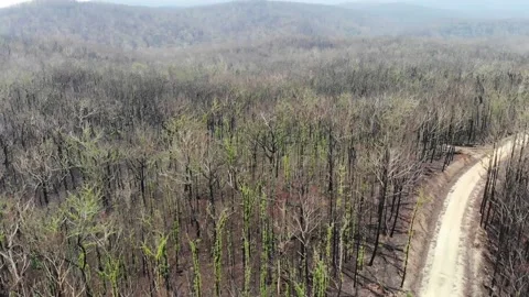 Australian Bushfire Regrowth Stock Footage 147977296