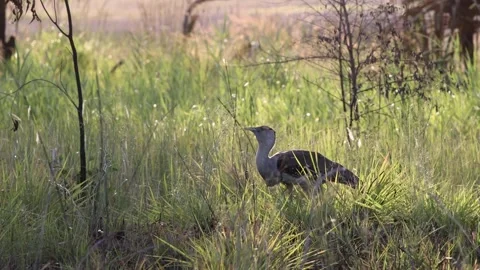 Australian Bustard Stock Footage 293062864