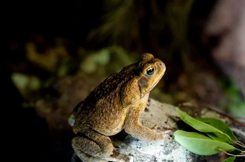 Australian cane toad in profile Stock Photos