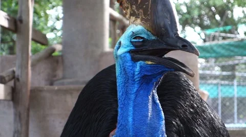 Australian Cassowary. Stock Footage 41446028