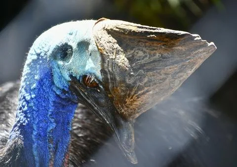Australian Cassowary Stock Photos