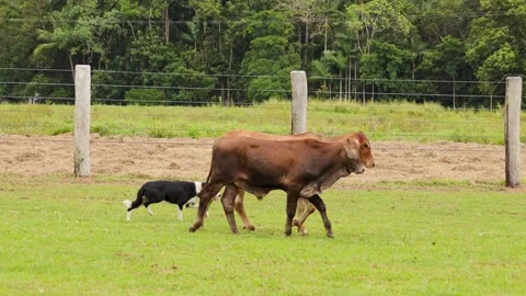 Australian Cattle Dog Herding Cows in Outdoor Farm Arena Vídeos de archivo 321379704