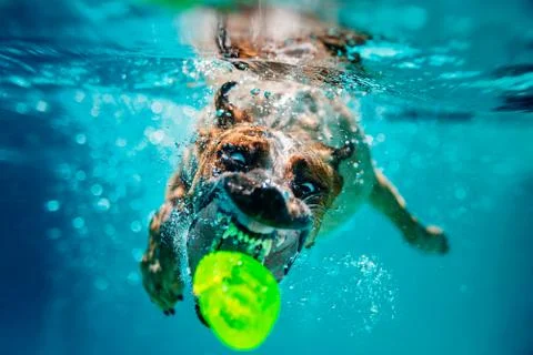 Australian Cattle Dog Underwater Stock Photos