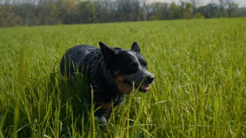 Australian Cattle Dog Walking Through a Field In Spring Slow Motion 4K Stock Footage 308393604