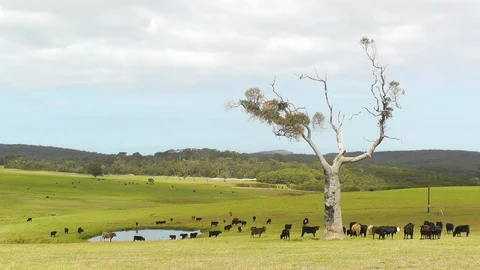 Australian Cattle Farm Stock Footage 89112627