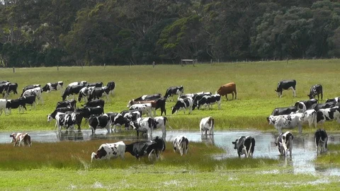 Australian Cattle Grazing and Drinking Stock-Footage 89374165