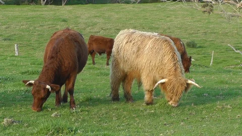 Australian Cattle Grazing Stock-Footage 89069282