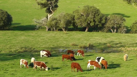 Australian Cattle Grazing Stock Footage 89218710