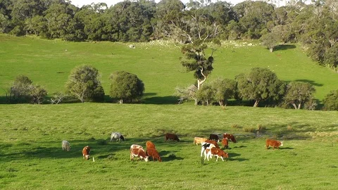Australian Cattle Grazing Stock Footage 89315254