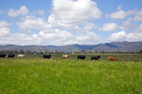 Australian cattle 写真素材