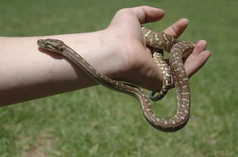 Australian Central Carpet Python, Morelia bredli, on person's hand 写真素材