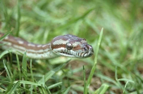 Australian Central Carpet Python, Morelia bredli, in the grass Stockfoto's