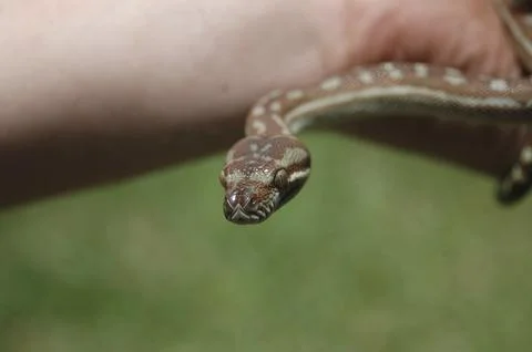 Australian Central Carpet Python, Morelia bredli, on person's hand Stock Photos
