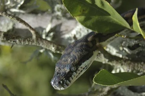 Australian Central Carpet Python, Morelia bredli, in tree Stock Photos
