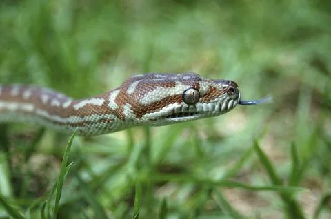 Australian Central Carpet Python, Morelia bredli, in the grass Stock Photos