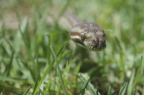 Australian Central Carpet Python, Morelia bredli, in the grass 写真素材