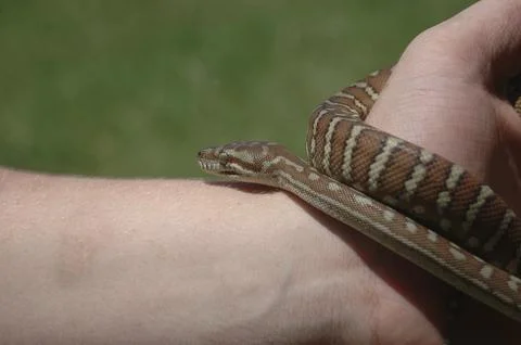 Australian Central Carpet Python, Morelia bredli, on person's hand Photos