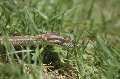 Australian Central Carpet Python, Morelia bredli, in the grass Stockfoto's