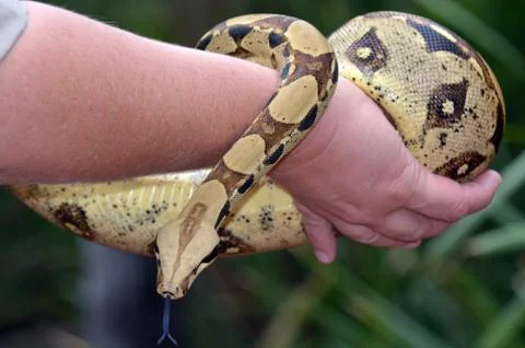 Australian coastal carpet python Foto stock