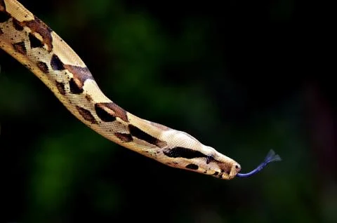 Australian Coastal Carpet Python Stock Photos