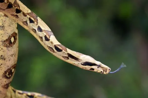 Australian coastal carpet python snake 写真素材