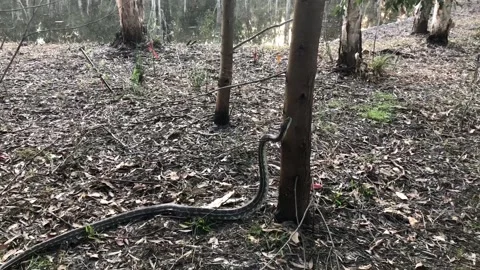 Australian Coastal Python Climbs Tree, Brisbane Queensland, Australia - 27 Aug 2 Stock-Footage 205244920