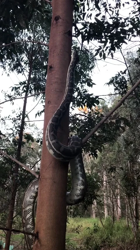 Australian Coastal Python Climbs Tree, Brisbane Queensland, Australia - 27 Aug 2 Vídeos de archivo 205246959