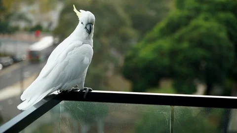 Australian cockatoo Stock Footage