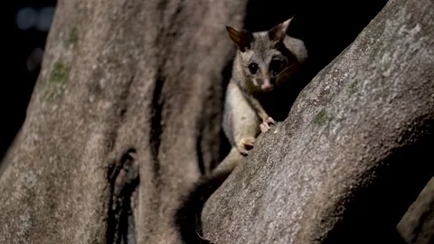 Australian Common Brushtail Possum in tree at night Stock Footage 246138168