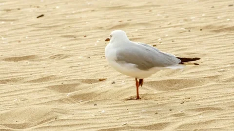 Australian common silver seagull standing on one foot upon sand, 4K 30p Stock Footage 59314957