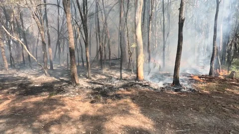 Australian Controlled Backburn Bushfire Prevention Stock Footage 241880486