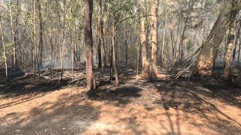 Australian Controlled Backburn Bushfire Prevention Stock Footage 242378500