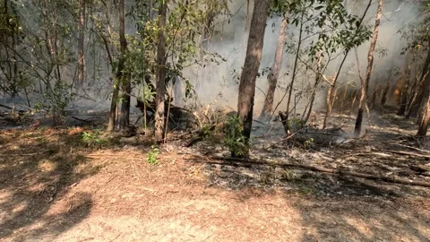 Australian Controlled Backburn Bushfire Prevention Stock Footage 242378737