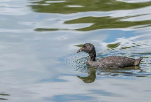 Australian coot Stock Photos