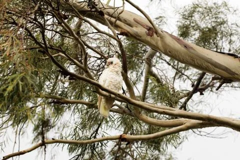 Australian Corella in a eucalyptus tree Stock Photos