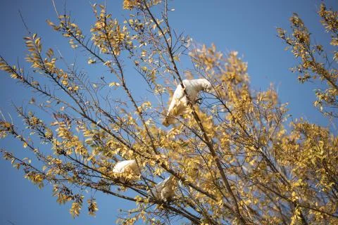 Australian Corella Stock Photos