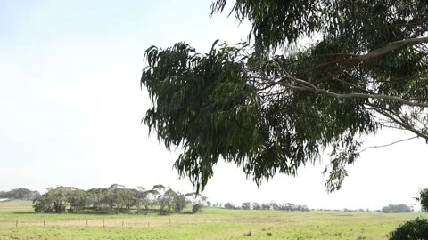 An australian country view Stock Footage 154100151
