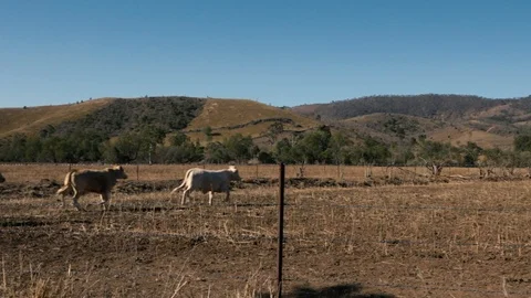 Australian cows on the farm. Stock Footage 113995312