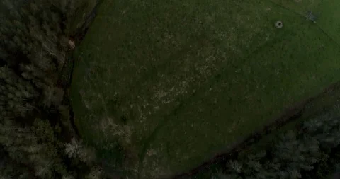 Australian cows grazing with mountain range background Stock Footage 110889650